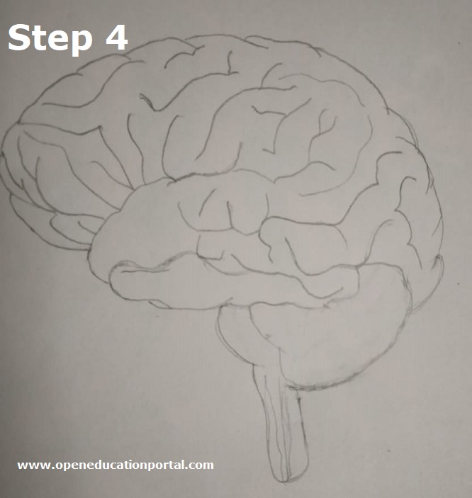 How to Draw Human Brain StepByStep Guide for Brain Drawing