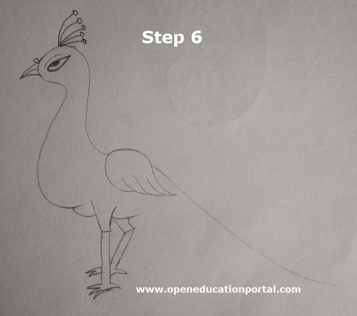 Set Of Peacock Feathers In Doodle Style Stock Illustration - Download Image  Now - Peacock Feather, Animal, Animal Body Part - iStock