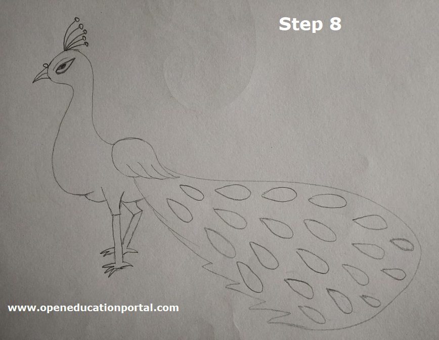 How to Draw a Simple Peacock for Kids